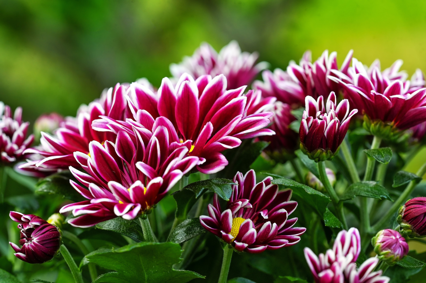 Chrysanthemen Zauber