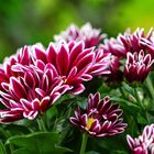 Chrysanthemen Zauber