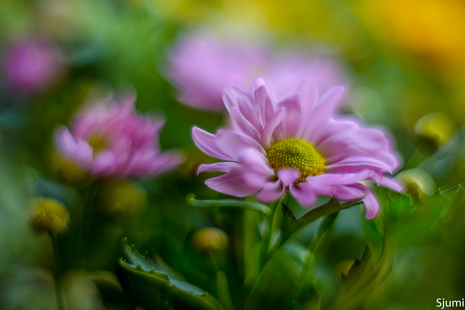 Chrysanthemen Zauber