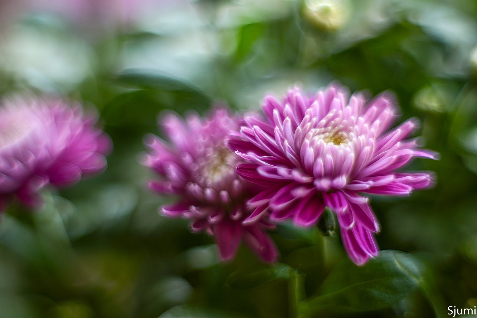 Chrysanthemen Zauber