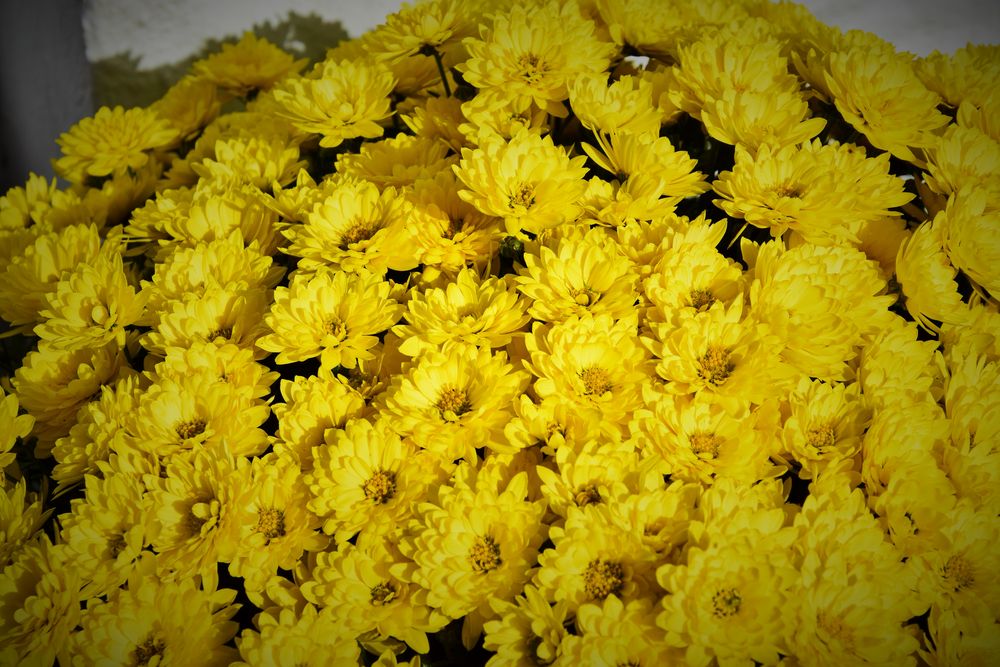 Chrysanthemen1