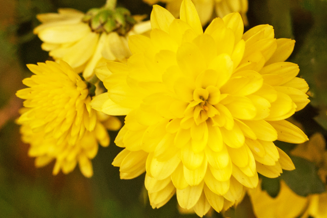 Chrysanthemenblüte Foto & Bild natur, blumen, zierpflanze Bilder auf