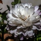 Chrysanthemenblüte