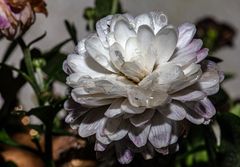 Chrysanthemenblüte