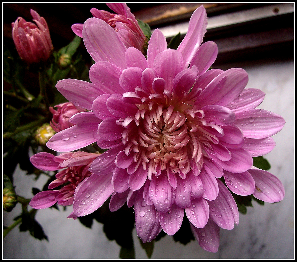 Chrysanthemenblüte