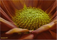 chrysanthemenblüte......