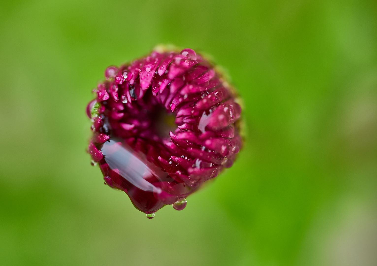 Chrysanthemenblüte im Regen