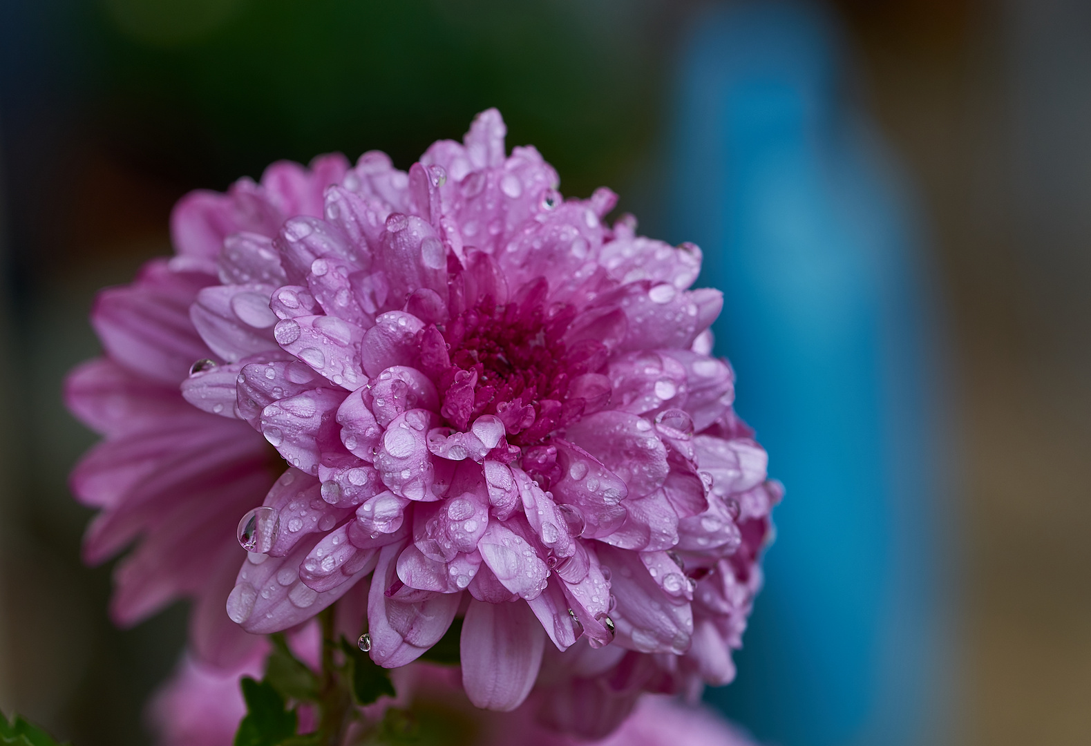 Chrysanthemenblüte im Regen