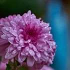 Chrysanthemenblüte im Regen