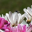 Chrysanthemenblüten mit Besucher