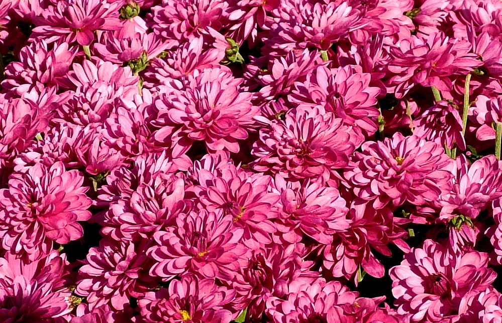 Chrysanthèmes