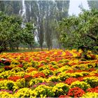 Chrysanthèmes en fête