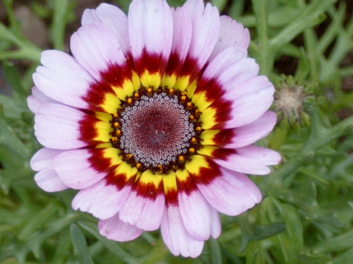 Chrysanthemum