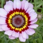 Chrysanthemum