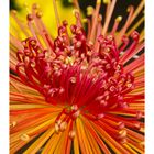 Chrysanthemum-1