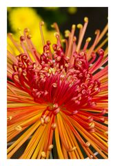 Chrysanthemum-1