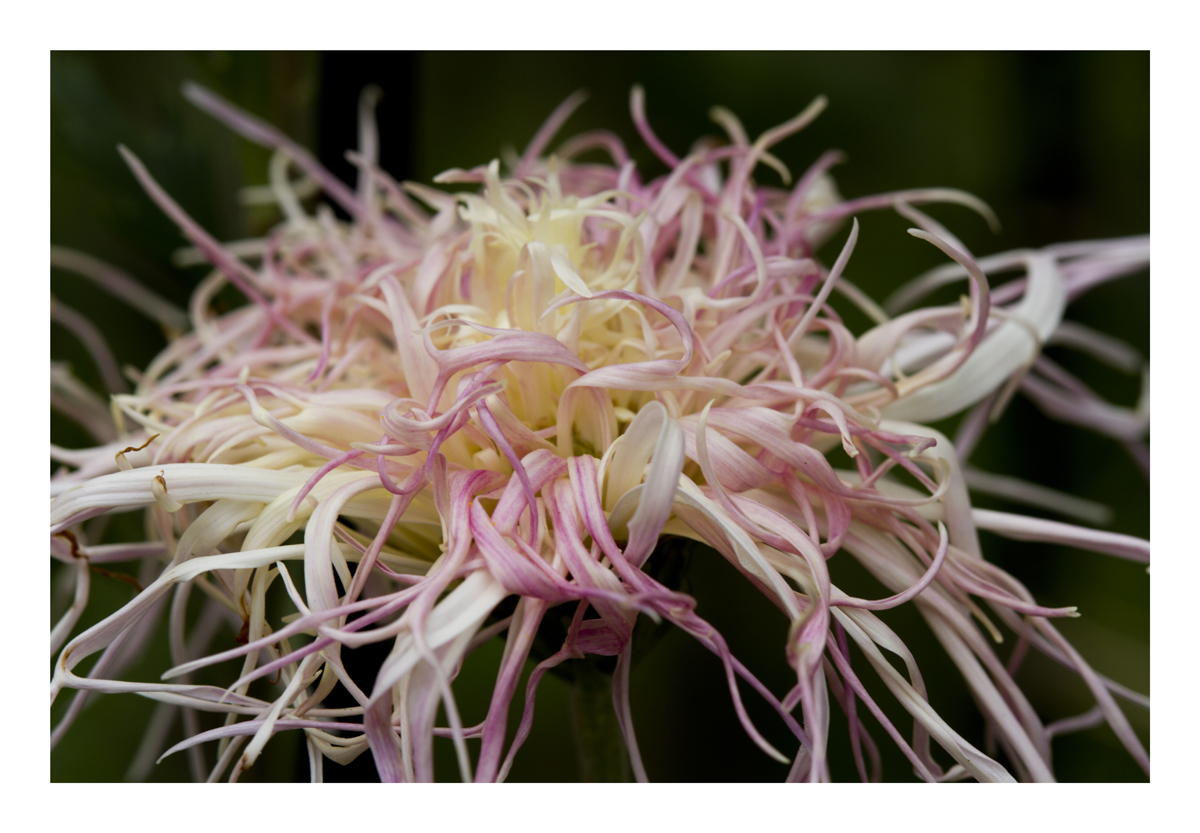 Chrysanthemum-2