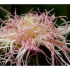 Chrysanthemum-2