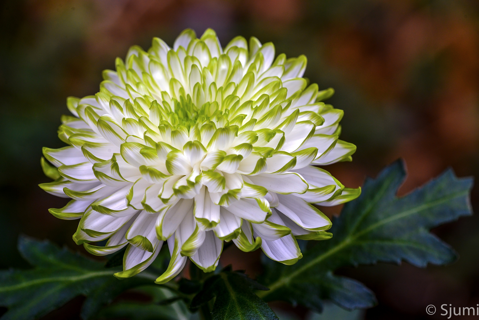 Chrysanthemum Foto &amp; Bild | makro, natur, digiart Bilder auf fotocommunity