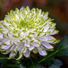 Chrysanthemum