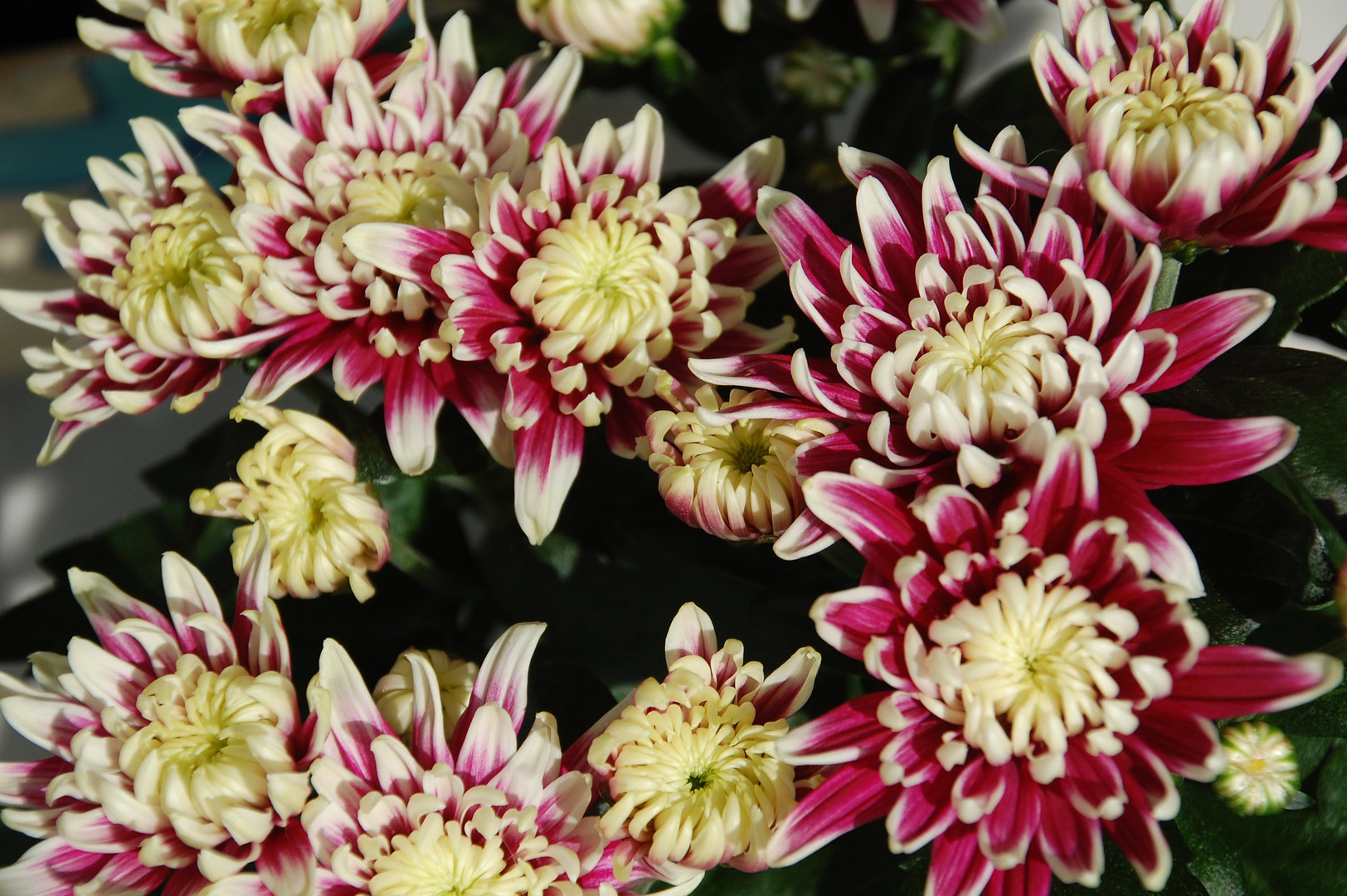 Chrysanthemum