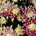 Chrysanthemum