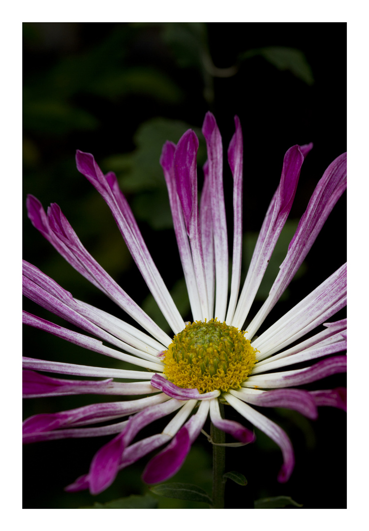 Chrysanthemum-4