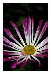 Chrysanthemum-4