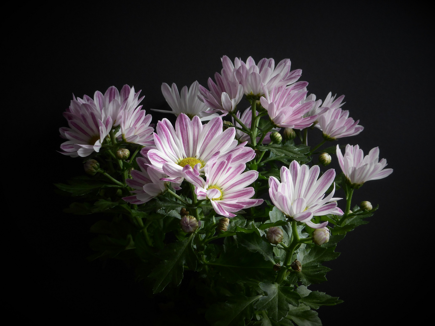 Chrysanthemum