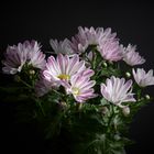 Chrysanthemum