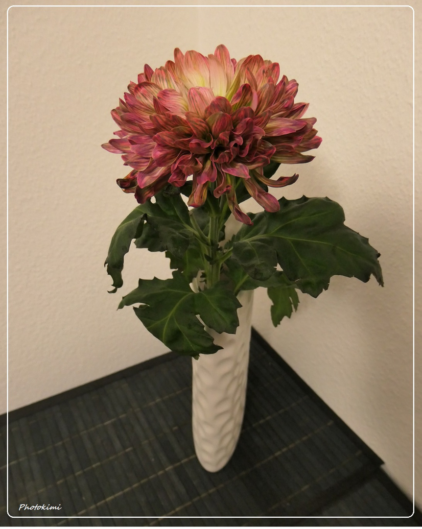 Chrysanthemum