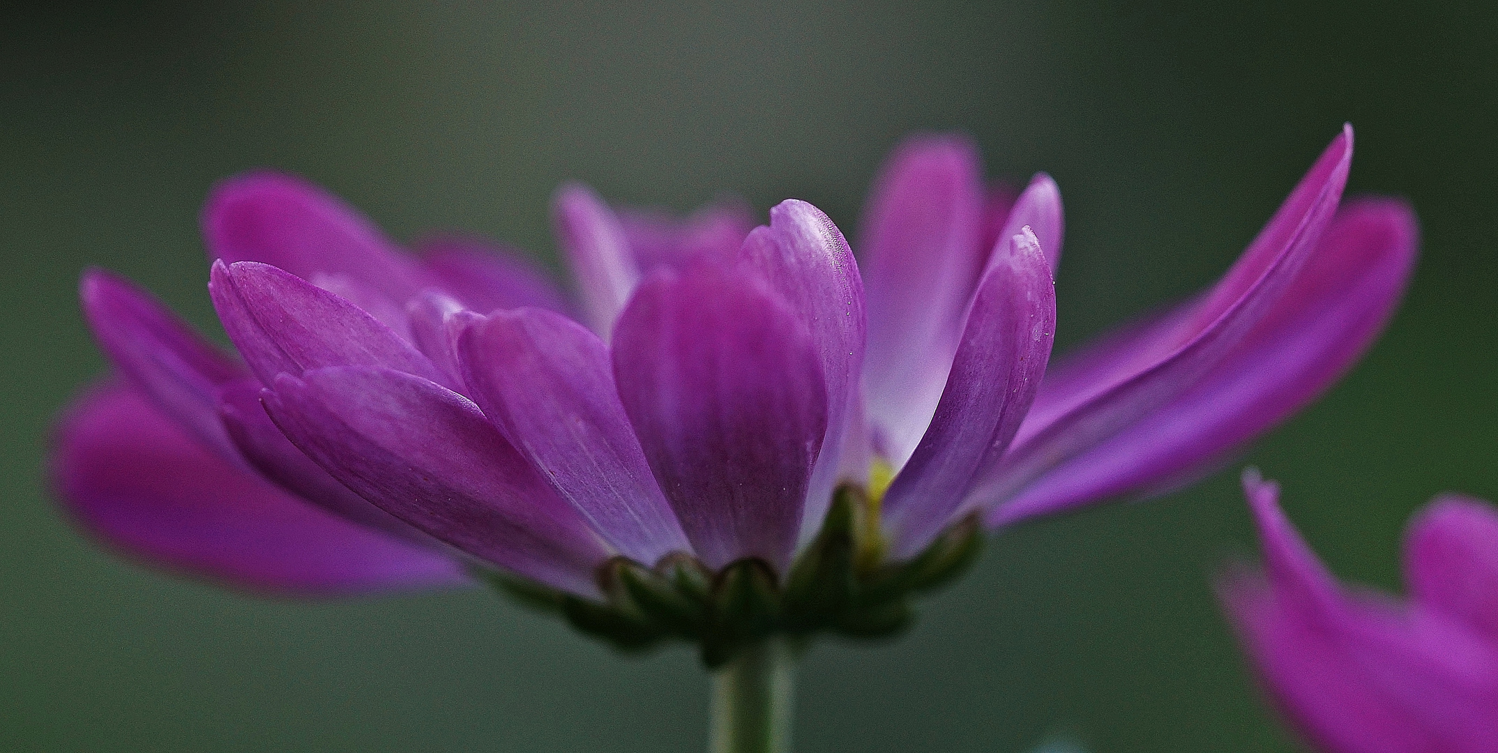 Chrysanthemum