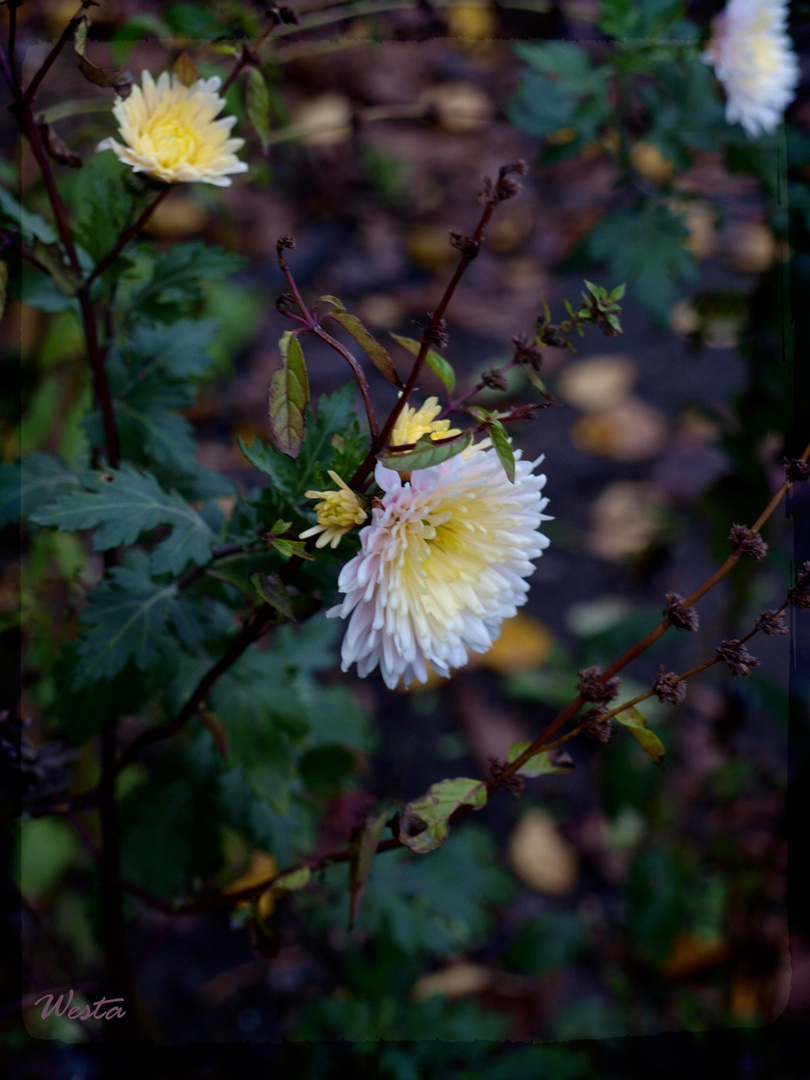 chrysanthemum...