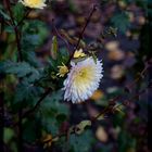 chrysanthemum...