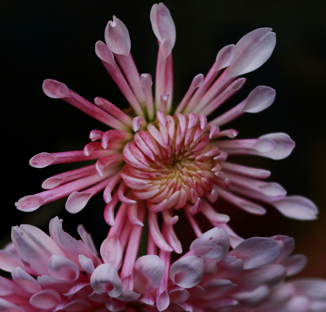 chrysanthemum