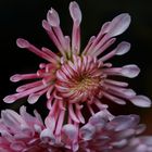 chrysanthemum