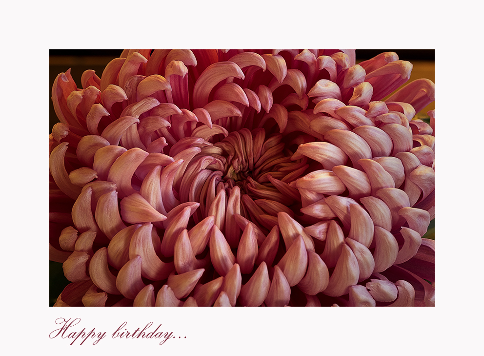 Chrysanthemum...