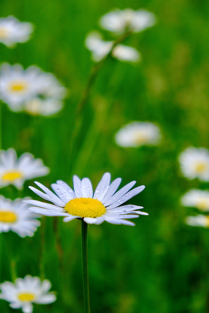 Chrysanthemum