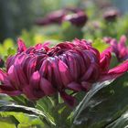 Chrysanthemum