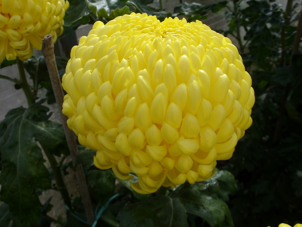 Chrysanthemum