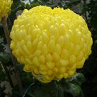 Chrysanthemum