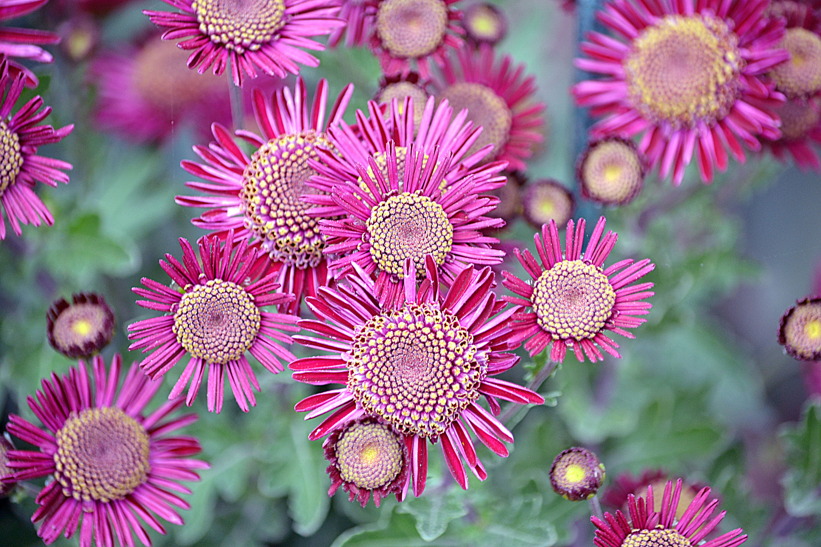 Chrysanthemum im Botanischen Garten