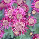 Chrysanthemum im Botanischen Garten