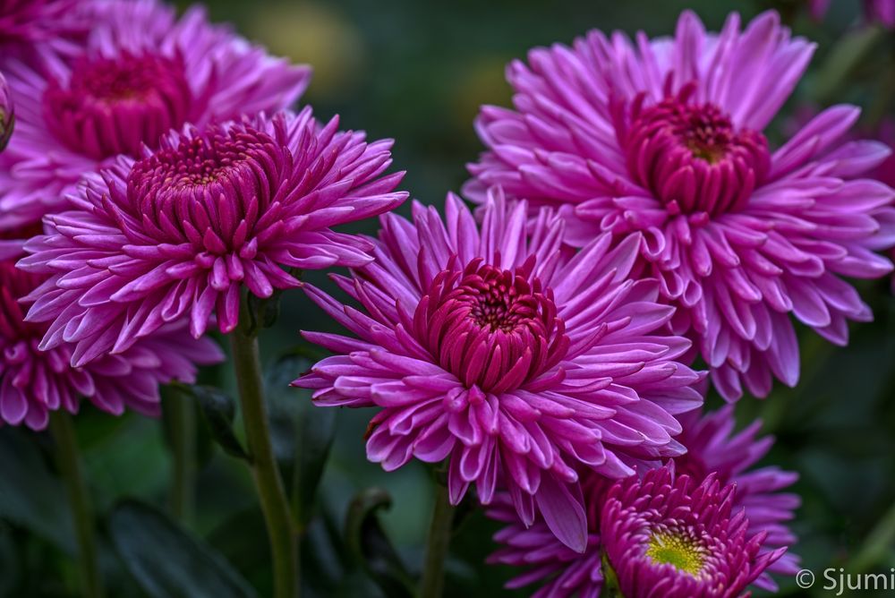 Chrysanthemum indicum Foto & Bild makro, natur, herbst Bilder auf