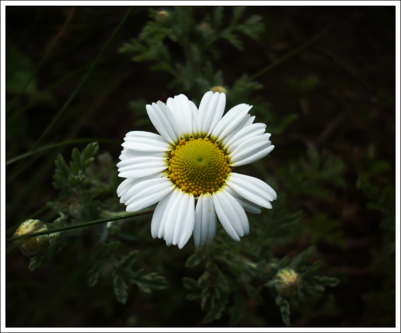 Chrysanthemum leucanthemum