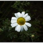 Chrysanthemum leucanthemum