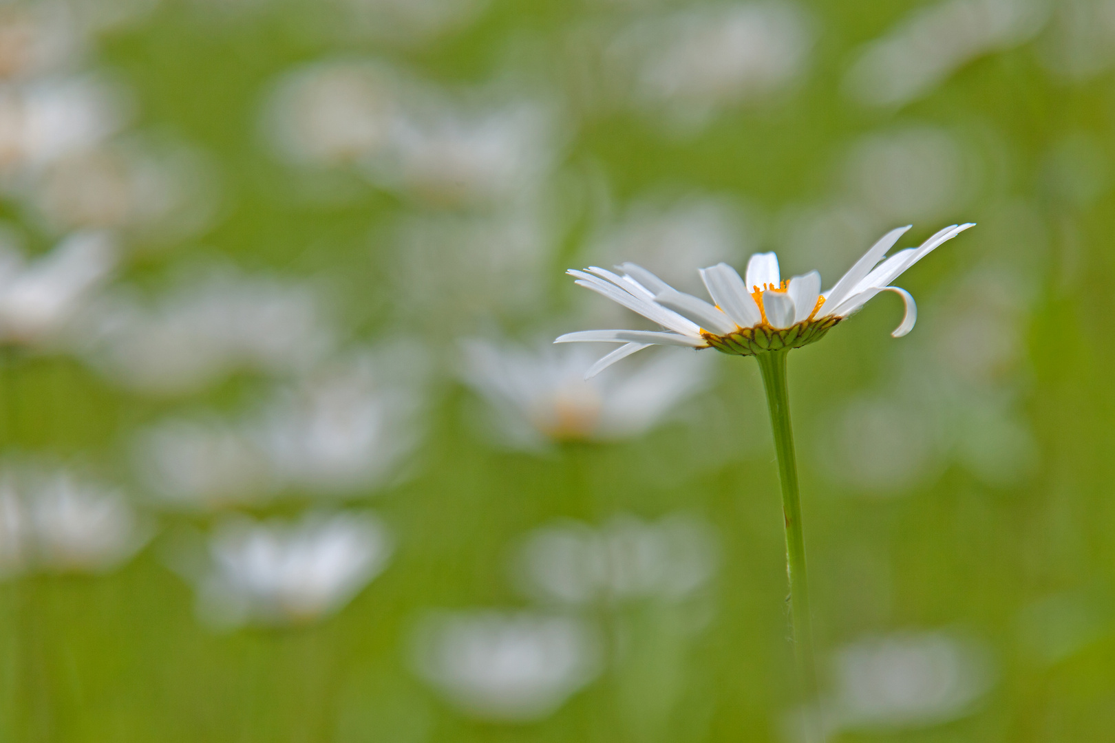 Chrysanthemum leucanthemum