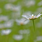 Chrysanthemum leucanthemum