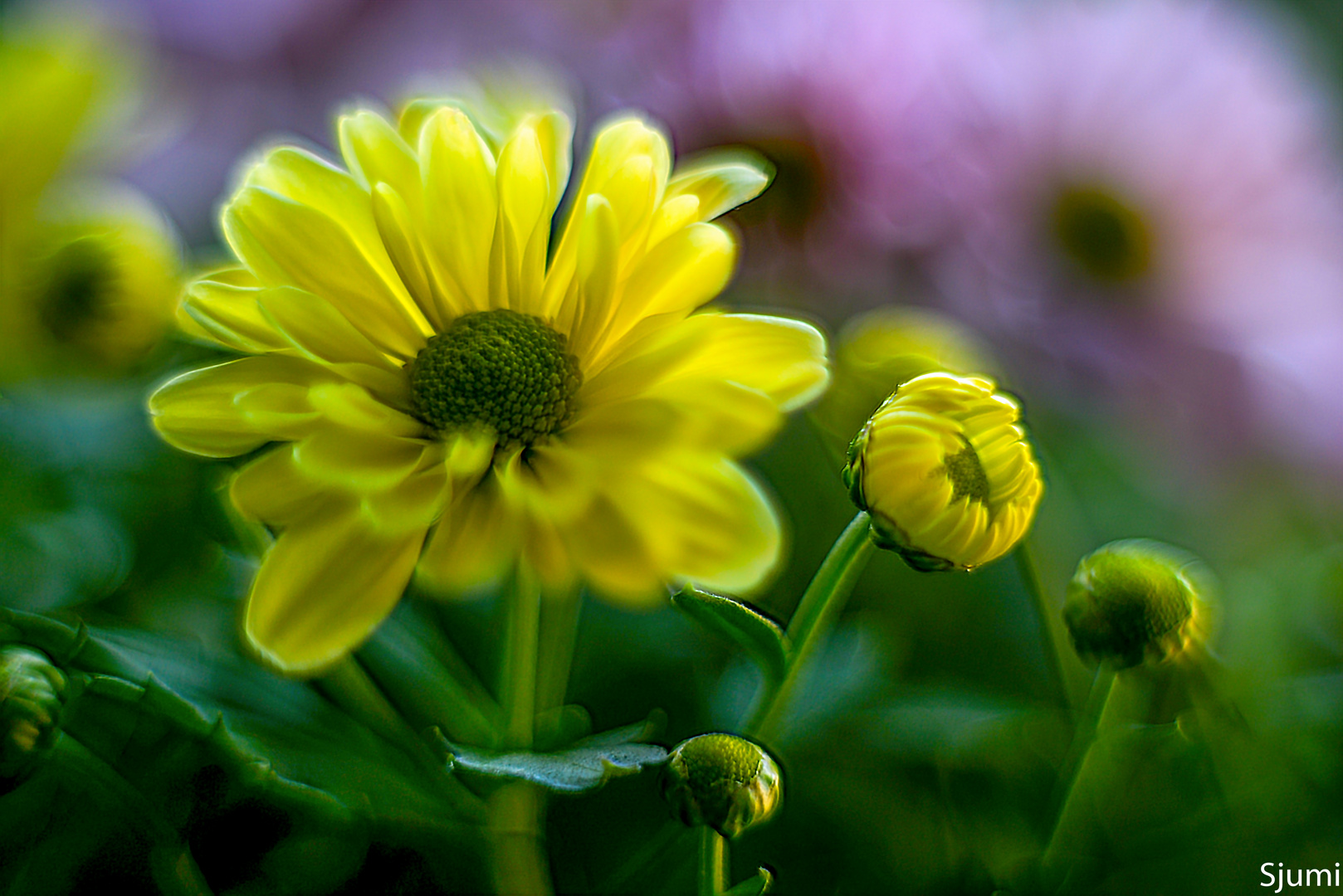 Chrysanthemum malerisch