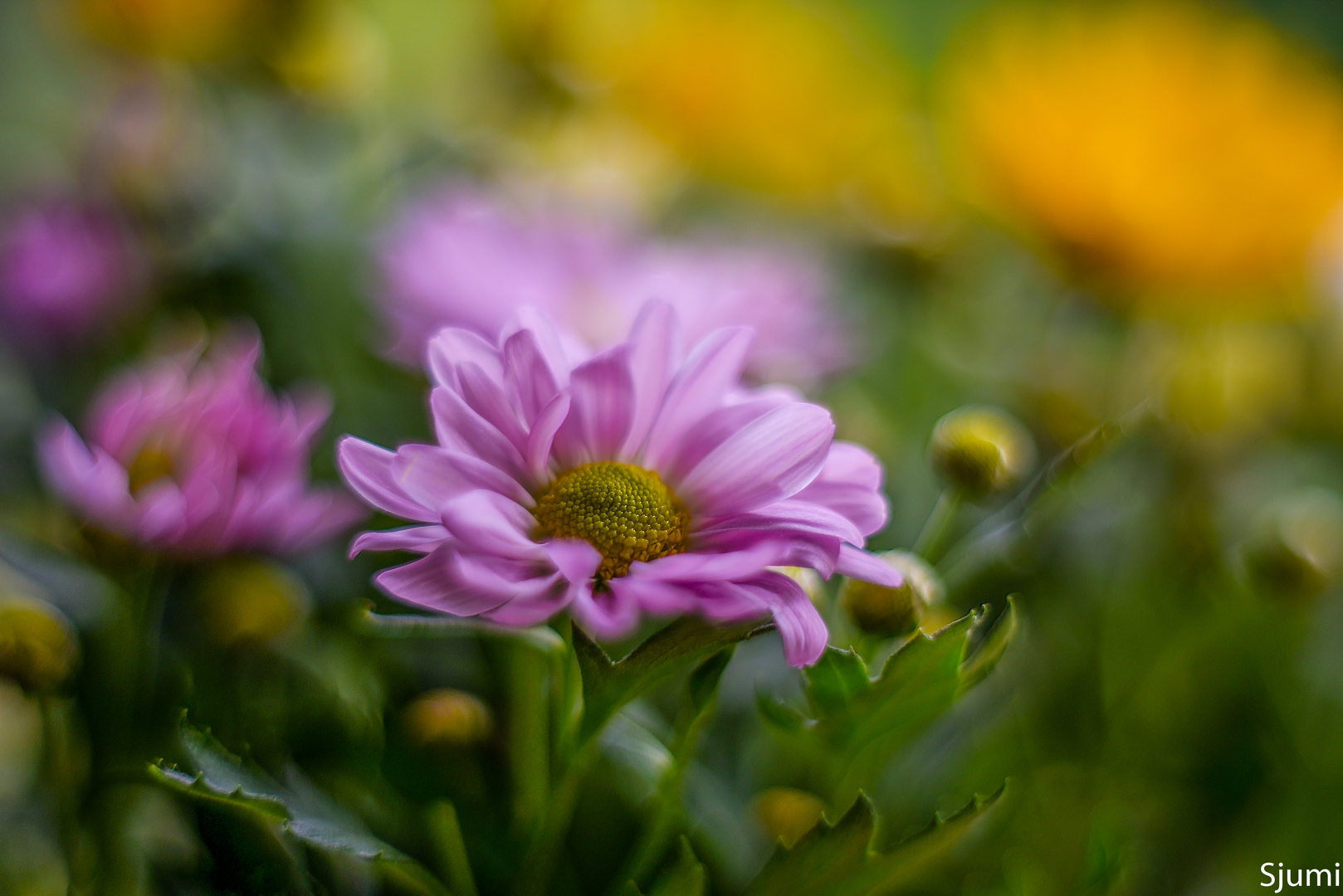 Chrysanthemum malerisch